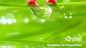  Presentation with saving water - Theme with saving water - ladybugs drinking fresh morning dew background and a shamrock green colored foreground