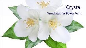  Presentation with jasmine flower - Presentation theme with savor - blooming jasmine flower with leaves background and a sky blue colored foreground