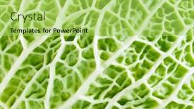  Presentation with cabbage - Cool new theme with vascular - savoy cabbage texture closeup background backdrop and a yellow colored foreground