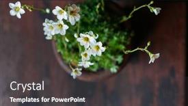  Presentation with flower - Slide set having saxifrage-flower-in-pot background and a dark gray colored foreground