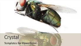  Presentation with fly - Cool new theme with scabs - blue bottle fly isolated backdrop and a mint green colored foreground