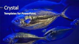  Presentation with atlantic - Beautiful PPT theme featuring scad fish - atlantic horse mackerel trachurus trachurus backdrop and a royal blue colored foreground