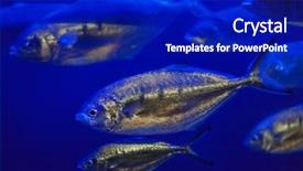  Presentation with atlantic - Slide set enhanced with scad fish - atlantic horse mackerel trachurus trachurus background and a royal blue colored foreground