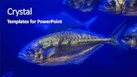  Presentation with horse teen - PPT layouts consisting of scad fish - atlantic horse mackerel trachurus trachurus background and a royal blue colored foreground