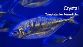  Presentation with atlantic - Slide deck having scad fish - atlantic horse mackerel trachurus trachurus background and a navy blue colored foreground