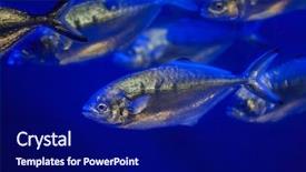  Presentation with law race horse - Theme enhanced with scad fish - atlantic horse mackerel trachurus trachurus background and a navy blue colored foreground