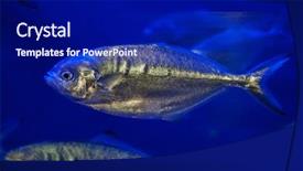  Presentation with jesus on a horse - Amazing slides having scad fish - atlantic horse mackerel trachurus trachurus backdrop and a navy blue colored foreground