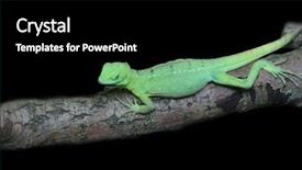  Presentation with wood - Amazing presentation having scale spectrum - green gecko on a wood backdrop and a black colored foreground