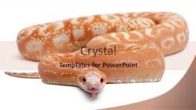  Presentation with corn - Presentation theme featuring scaleless corn snake pantherophis guttatus background and a coral colored foreground