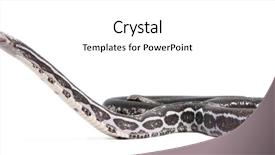  Presentation with biomass corn - PPT theme consisting of scaleless corn snake pantherophis guttatus background and a white colored foreground