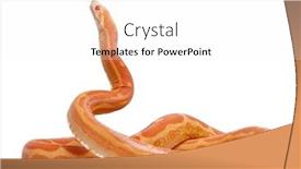  Presentation with corn - Colorful PPT theme enhanced with scaleless corn snake pantherophis guttatus backdrop and a white colored foreground