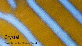  Presentation with fish scales - Beautiful presentation theme featuring fish scales - macro of a northern angelfish's backdrop and a gold colored foreground