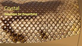  Presentation with python - Presentation consisting of scales-close-up-of-piebald background and a tawny brown colored foreground