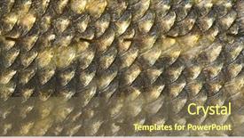  Presentation with fish scales - PPT theme featuring scales of pike macro shot background and a violet colored foreground