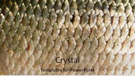  Presentation with fish scales - Colorful presentation theme enhanced with scales of roach close-up backdrop and a coral colored foreground