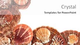  Presentation with flat - PPT layouts with scallop-seashells-forming-an-abstract background and a white colored foreground