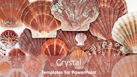 Presentation with shells - Beautiful theme featuring scallop-shells-forming-an-abstract backdrop and a coral colored foreground
