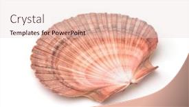  Presentation with shell - Slide set consisting of scallops-shell-isolated-on-white background and a lemonade colored foreground