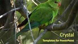  Presentation with climate vegetation and wildlife - Colorful presentation theme enhanced with scaly-breasted lorikeet trichoglossus chlorolepidotus backdrop and a tawny brown colored foreground
