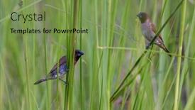  Presentation with blade - Presentation theme consisting of scaly-breasted-munia-lonchura-punctulata background and a seafoam green colored foreground