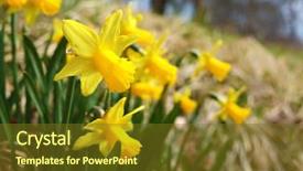  Presentation with bunch - Presentation consisting of scania - bunch of yellow daffodils flowers background and a tawny brown colored foreground