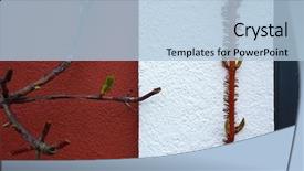  Presentation with ivy - Presentation theme consisting of scania - ivy vegetation cling roots background and a light blue colored foreground