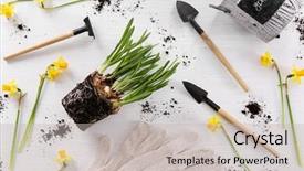  Presentation with seedling - Theme with scapula - narcissus seedling on wooden background background and a  colored foreground