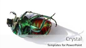  Presentation with scarab beetle - Slides featuring scarab-beetle-a-dead-scarab background and a white colored foreground