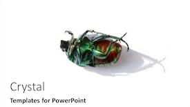  Presentation with scarab beetle - Slide set enhanced with scarab-beetle-a-dead-scarab background and a white colored foreground