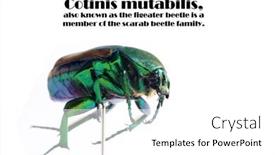  Presentation with scarab beetle - Colorful presentation design enhanced with scarab-beetle-macro-close-up backdrop and a white colored foreground