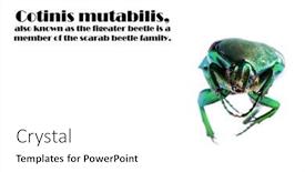  Presentation with scarab beetle - Amazing PPT theme having scarab-beetle-macro-close-up backdrop and a white colored foreground