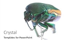  Presentation with fruit fig - Audience pleasing PPT theme consisting of scarab-beetle-macro-close-up backdrop and a white colored foreground
