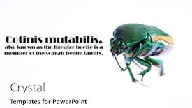  Presentation with fruit fig - Presentation theme with scarab-beetle-macro-close-up background and a white colored foreground