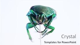  Presentation with fruit fig - Theme with scarab-beetle-macro-close-up background and a sky blue colored foreground