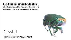  Presentation with fruit fig - Cool new theme with scarab-beetle-macro-close-up backdrop and a white colored foreground