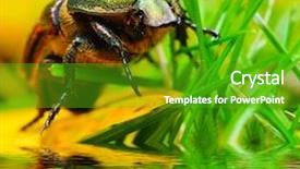  Presentation with scarab beetle - Presentation theme having up detailed rainforest jungle - scarab beetle over a pond background and a shamrock green colored foreground