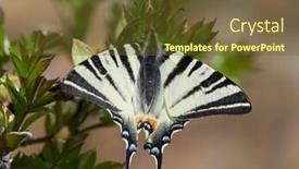  Presentation with natural - Cool new presentation theme with scarce-swallowtail-iphiclides-podalirius backdrop and a tawny brown colored foreground