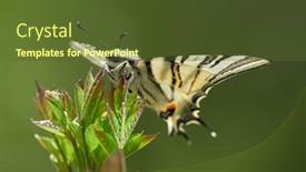  Presentation with natural - Amazing presentation theme having scarce-swallowtail-iphiclides-podalirius backdrop and a tawny brown colored foreground