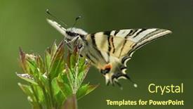  Presentation with natural - Audience pleasing presentation design consisting of scarce-swallowtail-iphiclides-podalirius backdrop and a tawny brown colored foreground