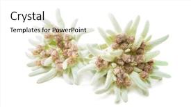  Presentation with white flowers of jasmine - Presentation enhanced with scarcity - edelweiss flowers isolated over white background and a white colored foreground