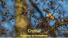  Presentation with winter road and branch - Slide set having scarcity - european goldfinch or carduelis carduelis background and a tawny brown colored foreground