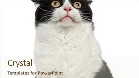  Presentation with cat - PPT theme featuring scared - close-up of a shy mixed-breed background and a lemonade colored foreground