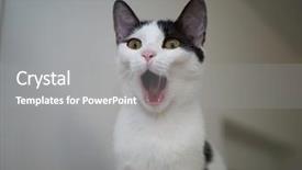  Presentation with cat - Cool new presentation theme with scared - portrait of white-grey cat screaming backdrop and a gray colored foreground