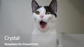  Presentation with grey black white brick - PPT layouts with scared - portrait of white-grey cat screaming background and a gray colored foreground