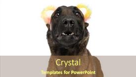  Presentation with colorful - Presentation theme having scared-belgian-shepherd-dog background and a tawny brown colored foreground