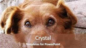  Presentation with dog - Colorful presentation enhanced with scared dog face backdrop and a tawny brown colored foreground