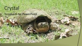  Presentation with turtle - Presentation consisting of scared eggs - common snapping turtle background and a  colored foreground