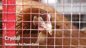  Presentation with animal cartoon chicken - PPT layouts enhanced with scared eggs - egg laying chicken in cage background and a tawny brown colored foreground