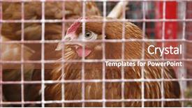  Presentation with cage - Amazing slide deck having scared eggs - egg laying chicken in cage backdrop and a red colored foreground