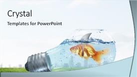  Presentation with shark - PPT theme having scared goldfish - gold fish with shark flip background and a  colored foreground